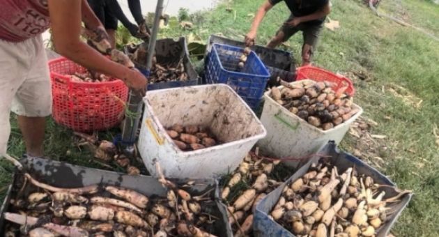 Loại củ lấy từ bùn hôi đang bán đầy chợ, giá 30.000 đồng/kg, chế đủ món ngon,...