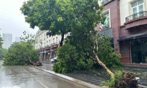 Cảnh hoang tàn sau bão Yagi tại các khu đô thị ở Hà Nội