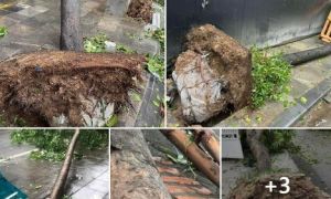 Tại sao cây xanh trên phố rất dễ bật gốc còn cây trong rừng không thể...