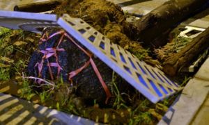 Gốc cây nguyên bọc nilon: “Chúng tôi không trồng như thế”