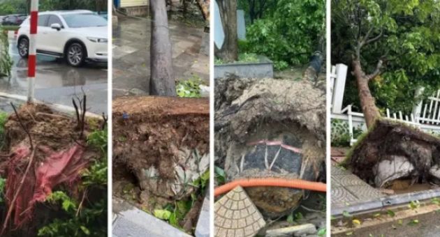Vì sao hàng chục ngàn cây xanh bật trơ gốc ở Hà Nội sau bão Yagi?
