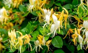 Ngỡ ngàng với loại hoa Việt được ví như