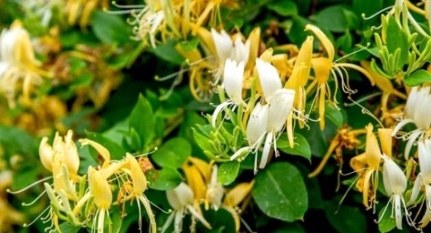Ngỡ ngàng với loại hoa Việt được ví như