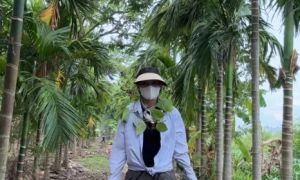 Nông dân trúng lớn khi cau bỗng đắt như vàng, lợi nhuận 10 tỷ đồng/năm