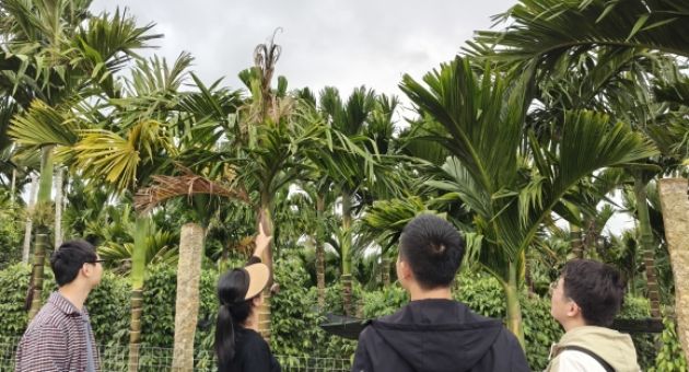 Vì sao Trung Quốc bất ngờ ồ ạt gom mua cau Việt Nam?