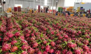 Doanh nghiệp Việt 'thấp thỏm' chờ kết quả cuộc bầu cử Mỹ