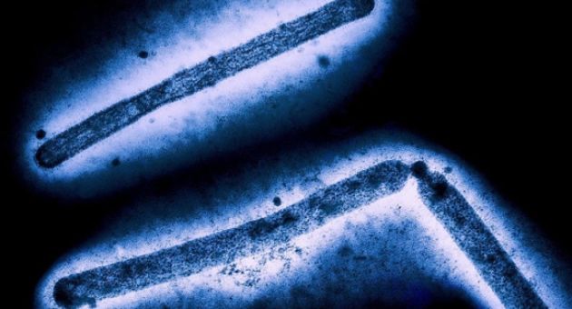 Vi rút H5N1 liên tục đột biến, nguy cơ lây lan nhanh ở người