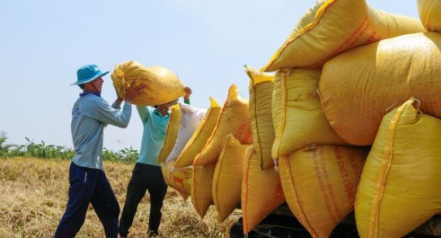 Giá gạo xuất khẩu xuống thấp nhất 4 năm