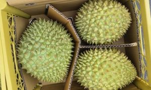 Xuất khẩu gần 1.000 tấn sầu riêng sang Trung Quốc hai ngày đầu năm