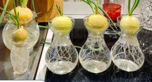 Bác sĩ nói gì về tin đồn dùng củ hành tây 'hút' virus cúm?