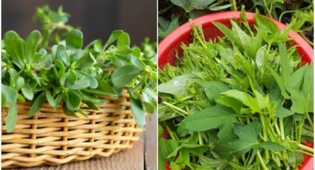 3 loại rau không lo nuôi hóa chất: Đi chợ càng nhìn thấy đừng tiếc tiền mua