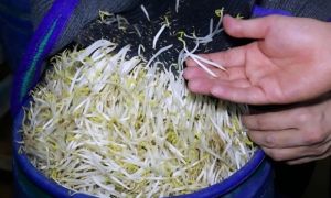 Lời khai của nhóm sản xuất hàng nghìn tấn giá đỗ ngâm chất cấm