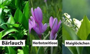 Ở Đức nên biết: Cảnh báo Herbstzeitlose:
