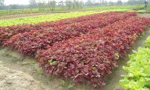 Việt Nam có loại rau nhiều sắt hơn thịt bò, được Trung Quốc quý như “vàng”:...